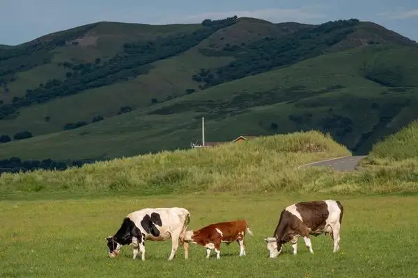 [경제] 中 네이멍구, 과학적인 목초지·사료 관리로 녹색 생산 'UP'