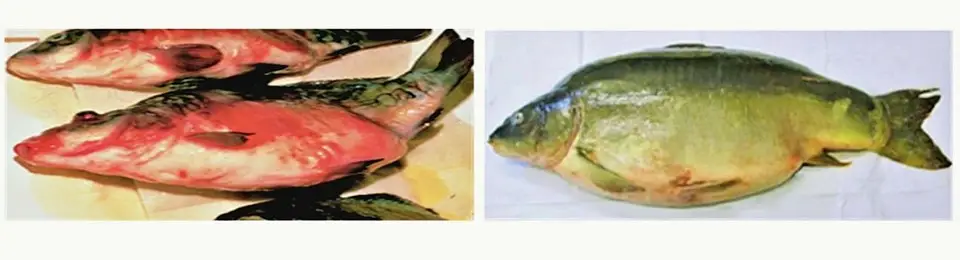 수산생물 전염병 대응 강화…해수부·지자체 합동훈련 실시