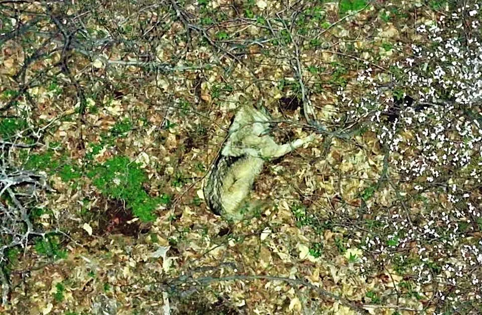 늑대 ‘늑구’ 수색 장기화…드론·인력 줄여 ‘안정 유도’ 전략 유지