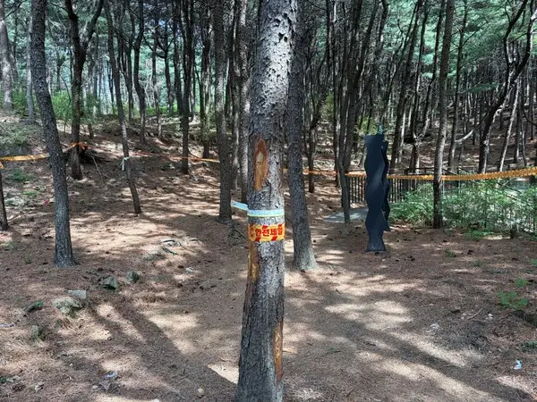 서울시, 북한산 소나무재선충병 재발…긴급 방제 총력 대응