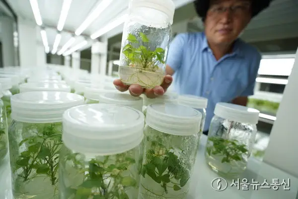 해남군, 신품종 고구마 ‘호풍미’ 재배면적 급속 확대
