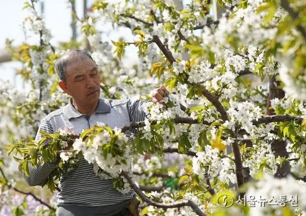 [사진] 앵두꽃 솎아내기에 한창인 中 농가