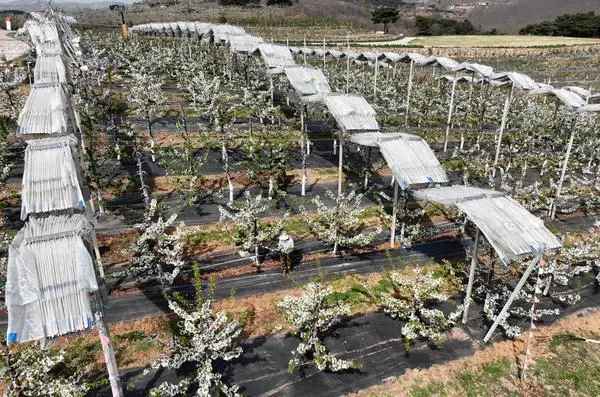 [사진] 中 허베이 산하이관, 앵두나무 개화기 맞아