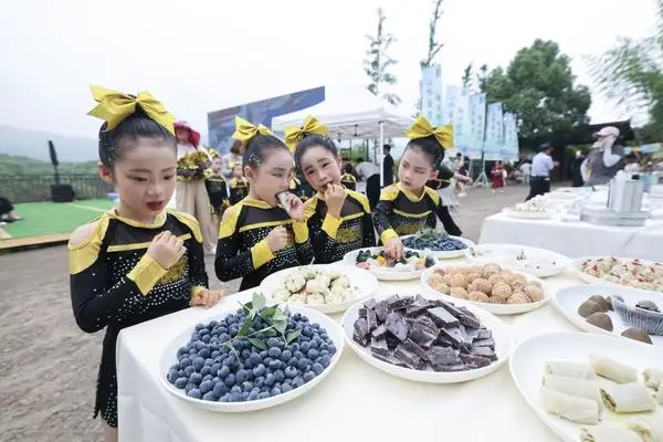 [사진] 中 황산, 블루베리 수확 시즌 시작