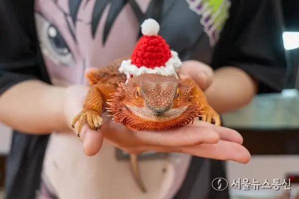 [사진] "턱수염도마뱀 보고 가세요~"