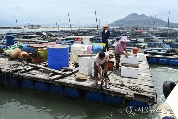 [사진] 태풍 앞두고 가두리 시설 보강 '분주'