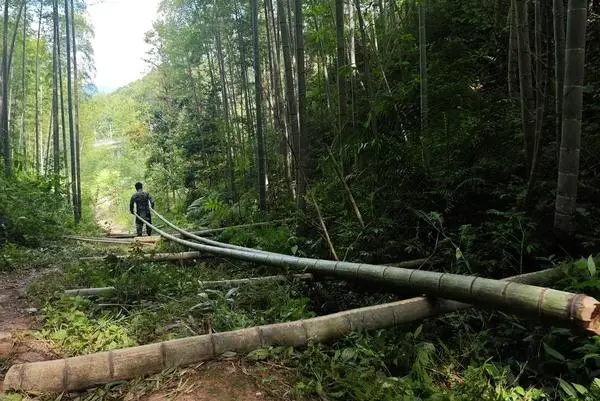 [사진] 中 광시 싼장, 대나무 산업으로 지역 경제 '쑥쑥'