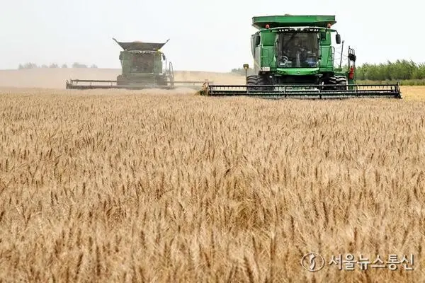 [사진] 황금빛 밀밭 누비며 수확하는 콤바인