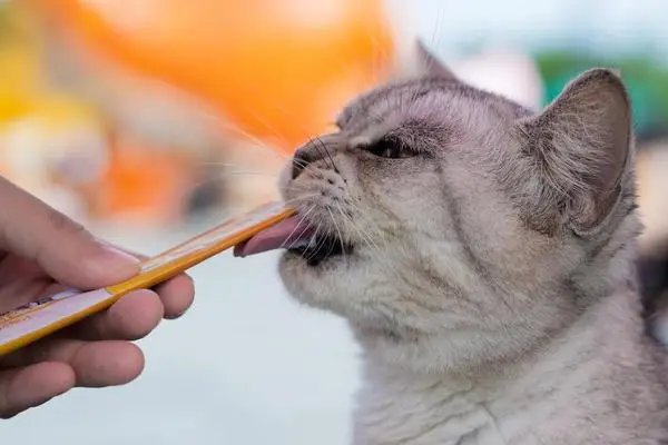 [사진] 맛있게 냠냠~ 츄르 먹는 길고양이